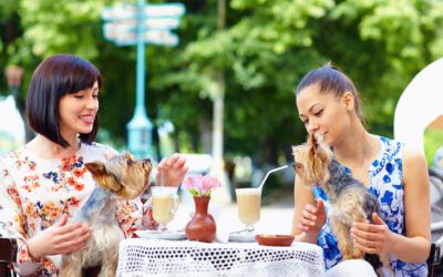 5 Best Dog-Friendly Restaurants on the Gold Coast