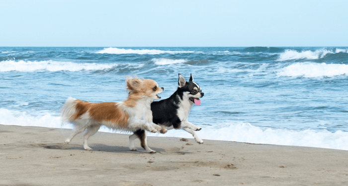 Can Dogs Go to Mermaid Beach?