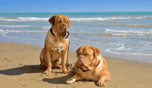 Can You Swim With Your Dog on the Gold Coast?