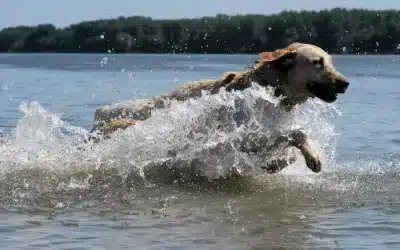 Can you swim with your dog at Paradise Point Gold Coast?