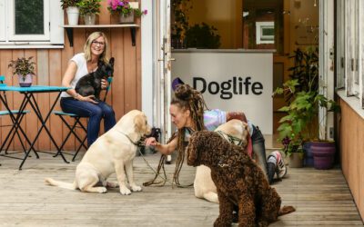 Doggy Daycare, Gold Coast Australia