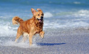 Is Palm Beach Gold Coast a Dog Beach?