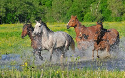 Australian Outback Spectacular Crew Rescued a String of Horses