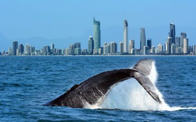 What Are The Best Outdoor Activities On The Gold Coast?