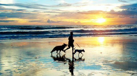 Which Beaches Are On-Leash Dog Friendly on the Gold Coast