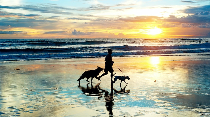 Which Beaches Are On-Leash Dog Friendly on the Gold Coast?