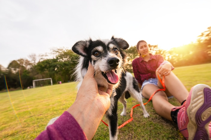6 Best Off-Leash Dog Parks on the Gold Coast for Exercising Your Furry Friend