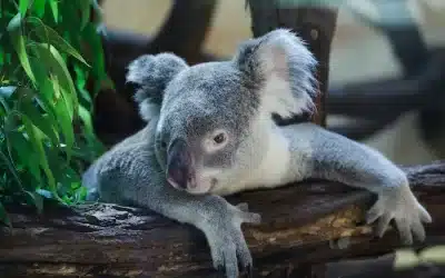 Good Times on The Gold Coast