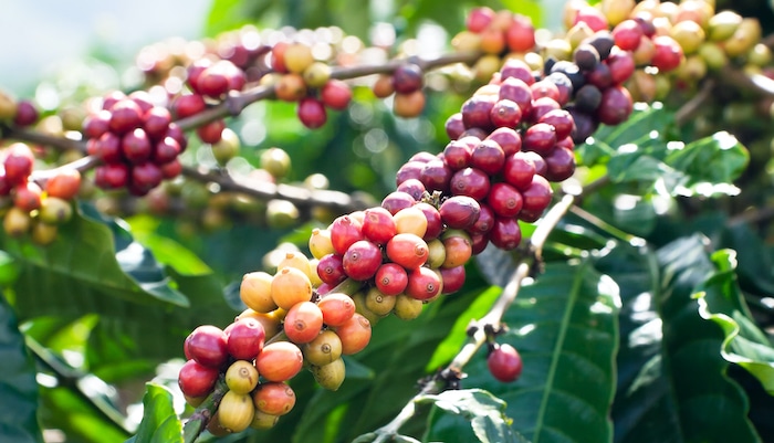 How Are Coffee Beans Grown, Harvested, And Roasted?