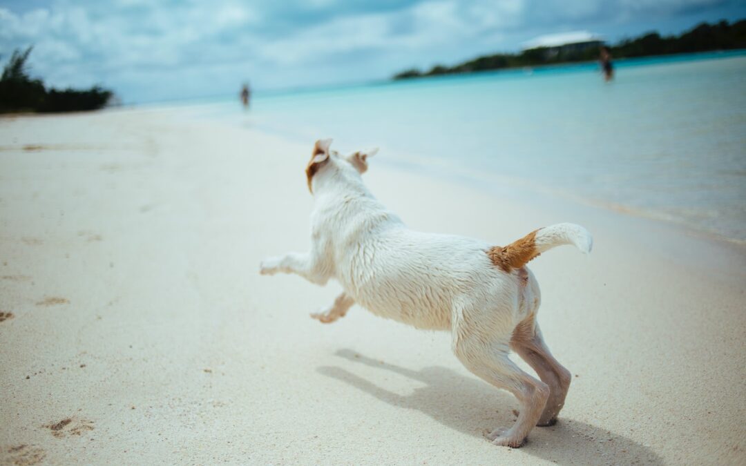 Top Dog-Friendly Beaches on the Gold Coast