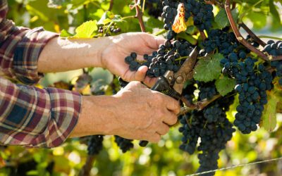 What Are the Best Day Trips to Take From the Gold Coast?