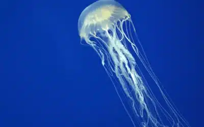 What Month Are Jellyfish off QLD Gold Coast in Summer