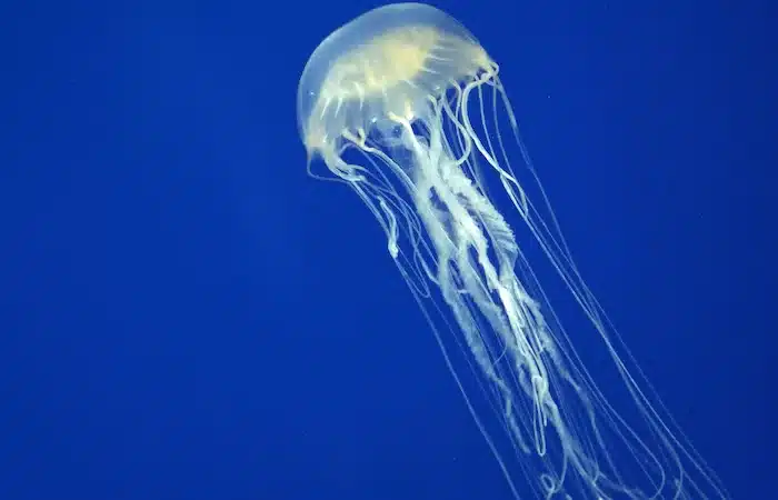 What Month Are Jellyfish off QLD Gold Coast in Summer