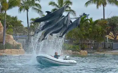 Sea World Foundation Successfully Saves Dolphin Entangled in Fishing Line on Queensland Beach