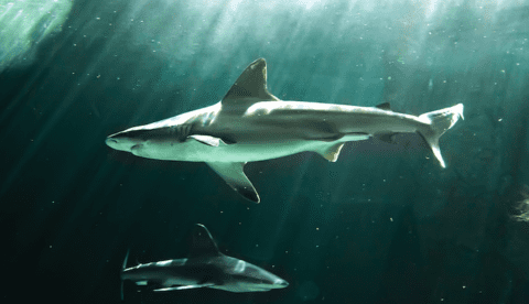 Do Sharks Exist in Gold Coast Waters