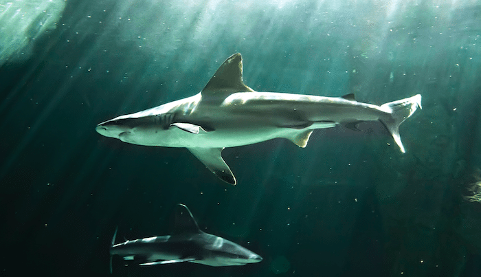 Do Sharks Exist in Gold Coast Waters?