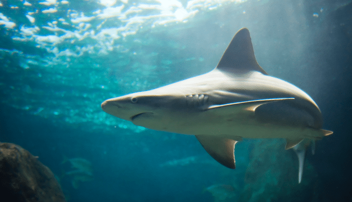 Does Surfers Paradise Have Shark Nets?