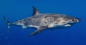 Hungry Great Whites off the Gold Coast