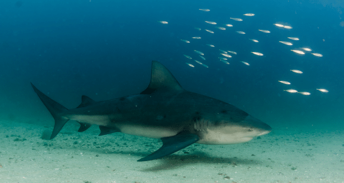 Is It Safe to Swim in the Gold Coast Canals or Are There Bull Sharks in the Canals?