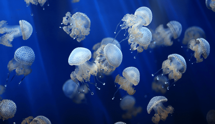 What Month of Year Do Jellyfish Come Out on the Gold Coast?