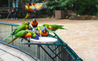 6 Best Gold Coast Wildlife Tourist Attractions