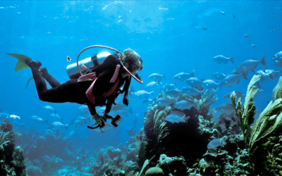 8 Captivating Scuba Diving Spots on the Gold Coast