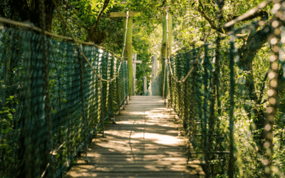 Family-Friendly Adventures in Gold Coast Hinterland