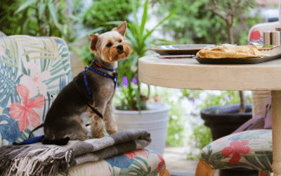 Gold Coast Dog-friendly Cafes: Top Spots for Dog Owners