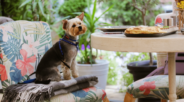 Gold Coast Dog-friendly Cafes: Top Spots for Dog Owners