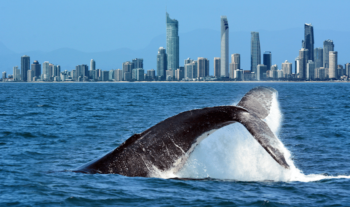 10 Surprising Facts About the Gold Coast That Will Amaze You