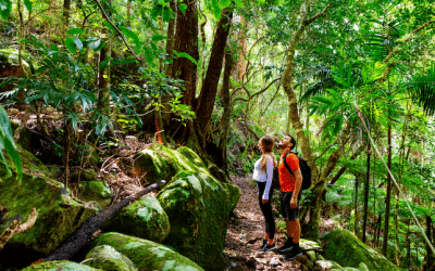 A Guide to the Best Bush Walks Around the Gold Coast