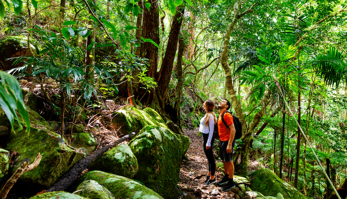 A Guide to the Best Bush Walks Around the Gold Coast
