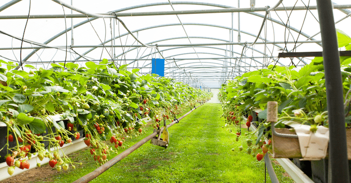 Local Farms to Drop By on or Around the Gold Coast