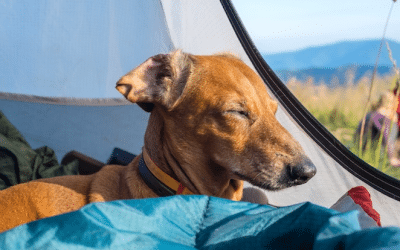 Dog Friendly Camping Spots on and around the Gold Coast