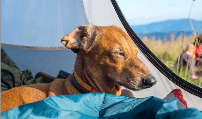 Dog Friendly Camping Spots on and around the Gold Coast