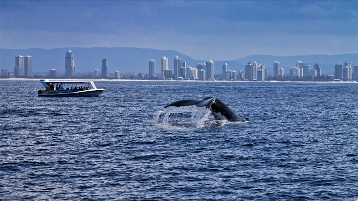 Experience the Majesty of Gold Coast Whale-Watching