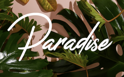 A Complete Day and Night Itinerary for Paradise Country